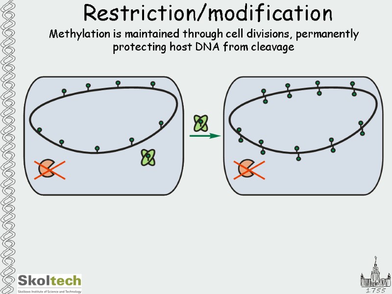 Restriction/modification Methylation is maintained through cell divisions, permanently protecting host DNA from cleavage